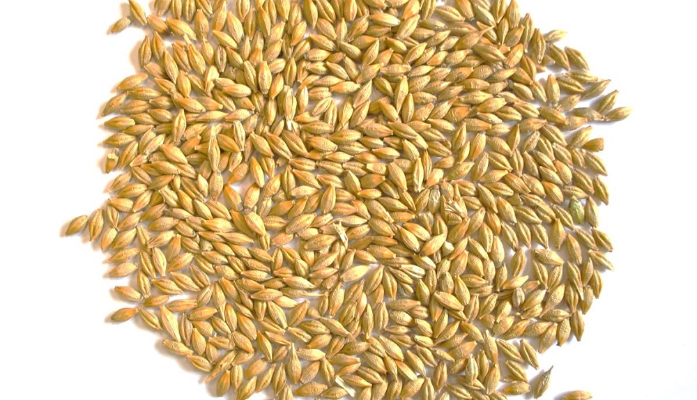 Some grains of barley
